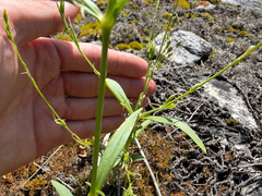 Silene antirrhina, photograph (c) Dustin Snider, some rights reserved (CC BY)