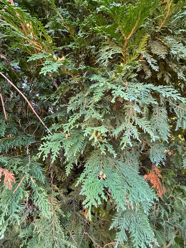 northern whitecedar