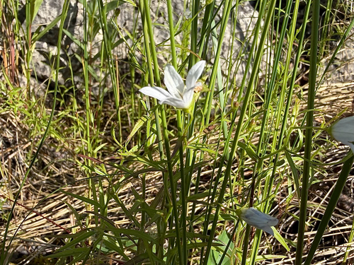 Palustricodon aparinoides
