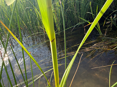 Bolboschoenus fluviatilis, photograph (c) Dustin Snider, some rights reserved (CC BY)