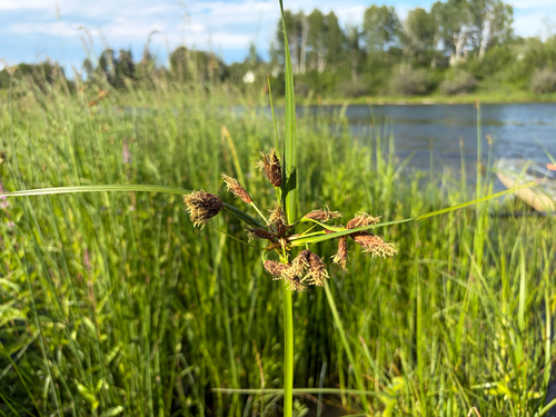 Bolboschoenus fluviatilis
