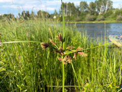 Bolboschoenus fluviatilis