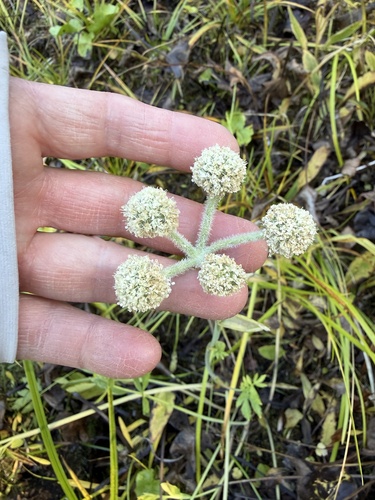 Angelica capitellata