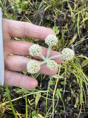 Angelica capitellata