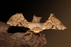 Bombycinae