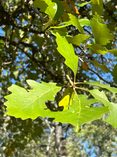 bur oak