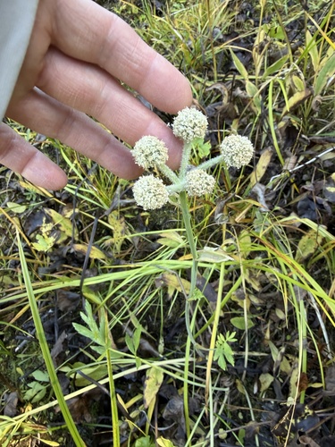 Angelica capitellata, photograph 3