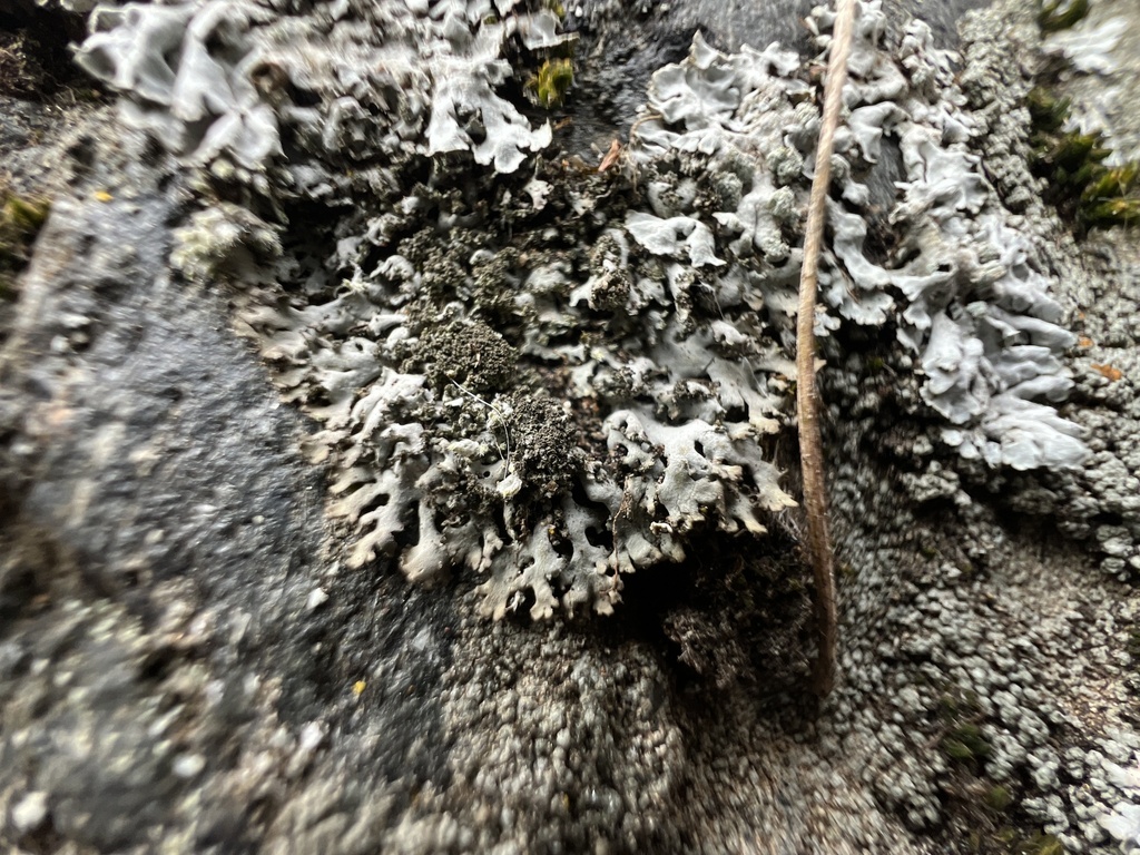 Physconia elegantula