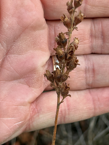 Heuchera cylindrica, photograph 3