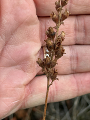 author not stated, no rights reserved Heuchera cylindrica, photograph author not stated, no rights reserved