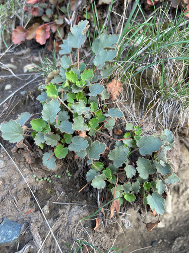 Heuchera cylindrica, photograph 2