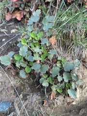 author not stated, no rights reserved Heuchera cylindrica, photograph author not stated, no rights reserved