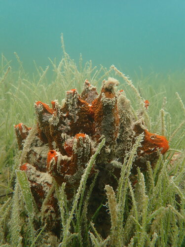 Tedania ignis observed 2026-09-19