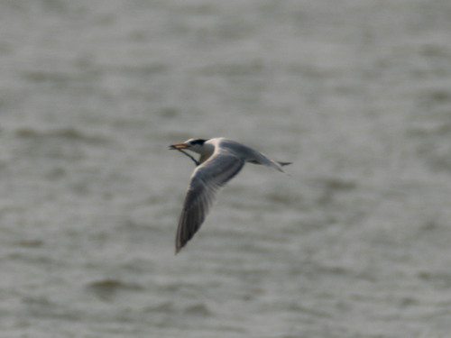 Chinese Crested Tern