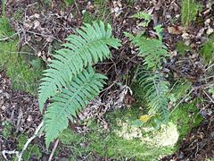 Cranfillia vulcanica