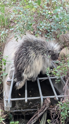 North American Porcupine