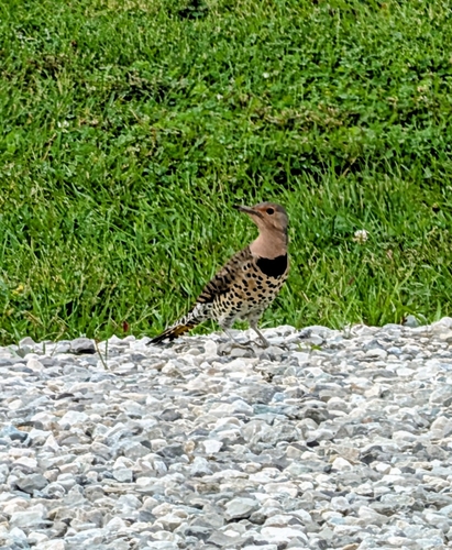 Northern Flicker