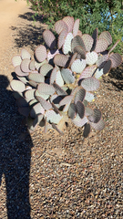 Opuntia santa-rita