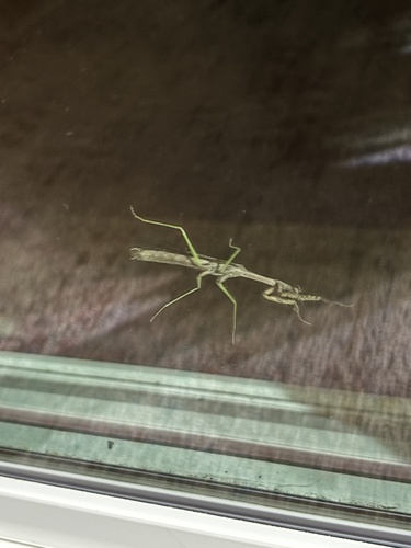 Carolina Mantis