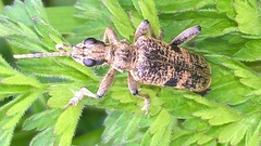 Rhagium mordax