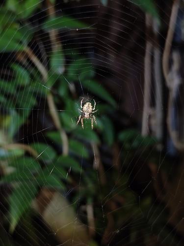 Parawixia audax