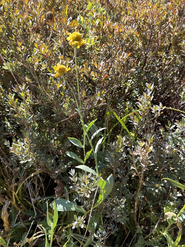 Helenium bigelovii, photograph 2
