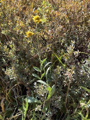 Helenium bigelovii, photograph (c) Dee Shea Himes, some rights reserved (CC BY)