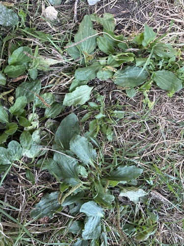 greater plantain