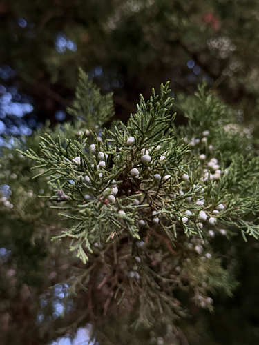 eastern redcedar