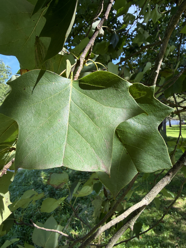 American tuliptree