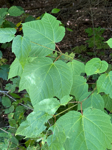 striped maple