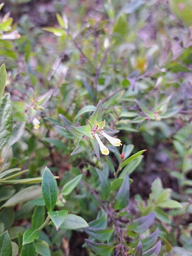 Melampyrum lineare, photograph 2