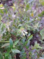 Melampyrum lineare, photograph (c) Bob Schwartz, some rights reserved (CC BY)