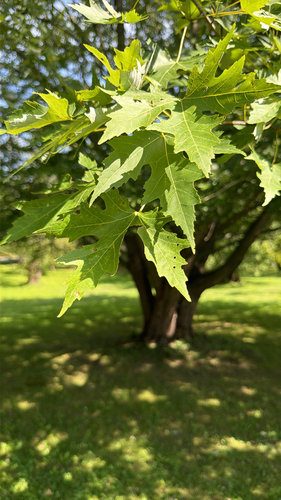 silver maple
