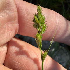 Carex arcta