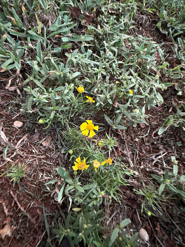Bitterweed