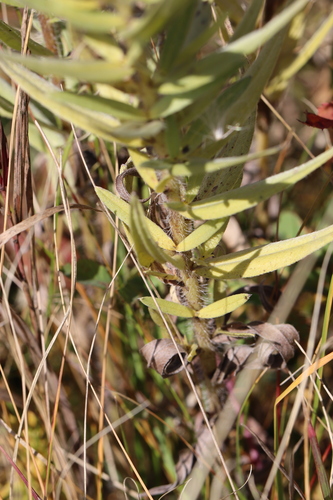 Lithospermum ruderale, photograph 4