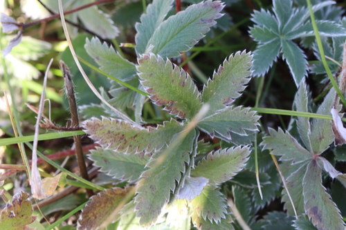 white-leaved cinquefoil