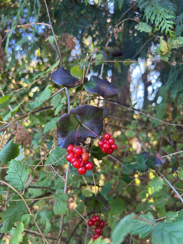 Lonicera hispidula, photograph 5