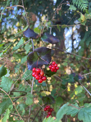 Lonicera hispidula, photograph (c) Bryan Vroom, some rights reserved (CC BY)