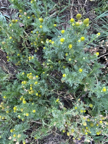 pineapple-weed