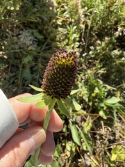 (c) Dee Shea Himes, some rights reserved (CC BY) Rudbeckia occidentalis, photograph (c) Dee Shea Himes, some rights reserved (CC BY)