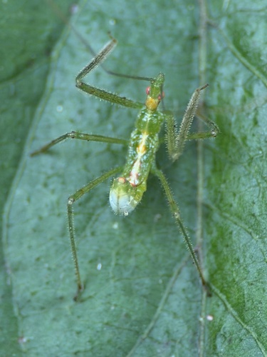 Pale Green Assassin Bug