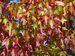 Liquidambar styraciflua