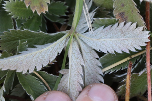 Potentilla pulcherrima, photograph 1