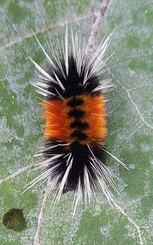 Spotted Tussock Moth