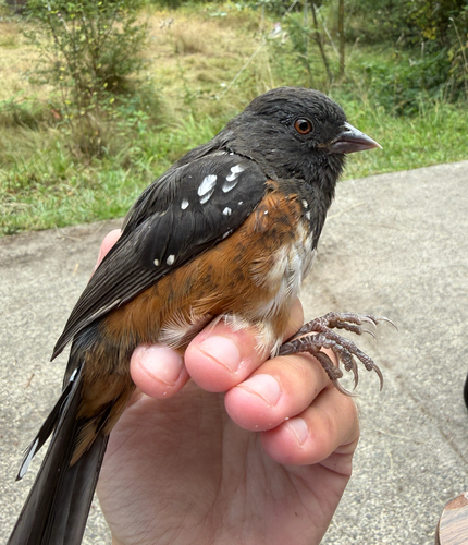 Spotted Towhee