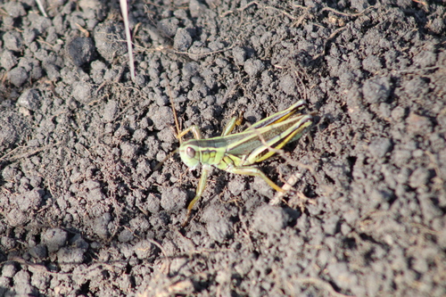 Two-striped Grasshopper