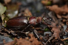 Lucanus kurosawai