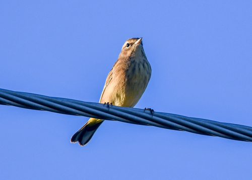 Palm Warbler